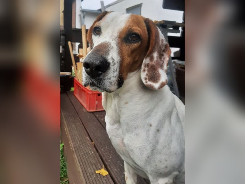 Zack, geb. ca. 10/2022, lebt auf einer Pflegestelle in 23556 Lübeck