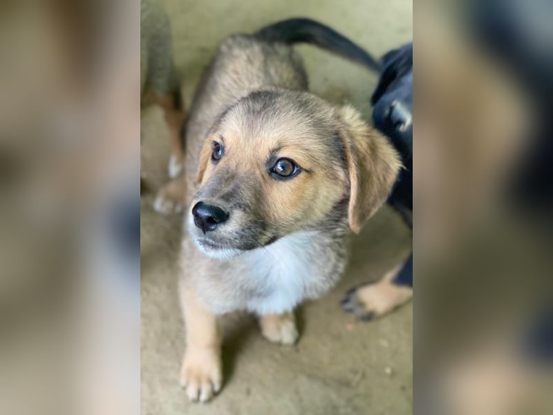 Trüffel, geb. ca. 08/2025, lebt in GRIECHENLAND, auf einer privaten Pflegestelle