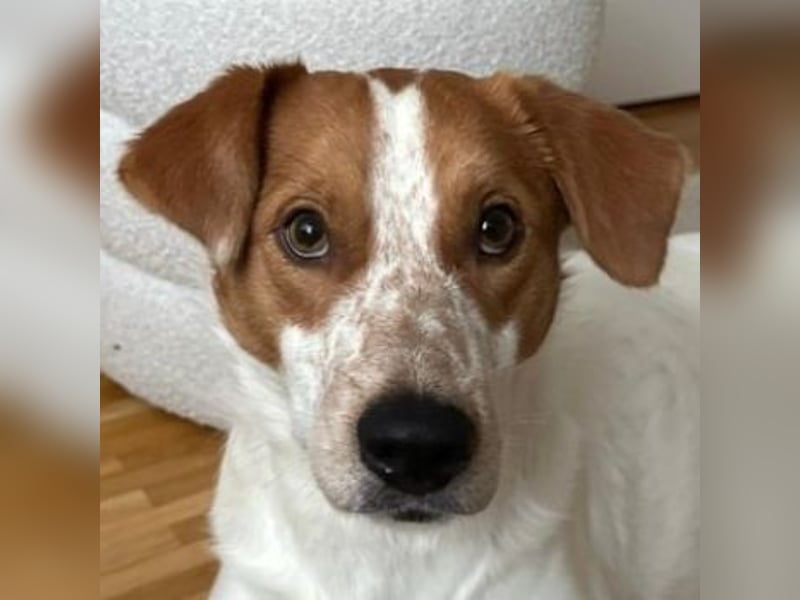 Benschi, geb. ca. 01/2025, lebt auf einer Pflegestelle in 60528 Frankfurt