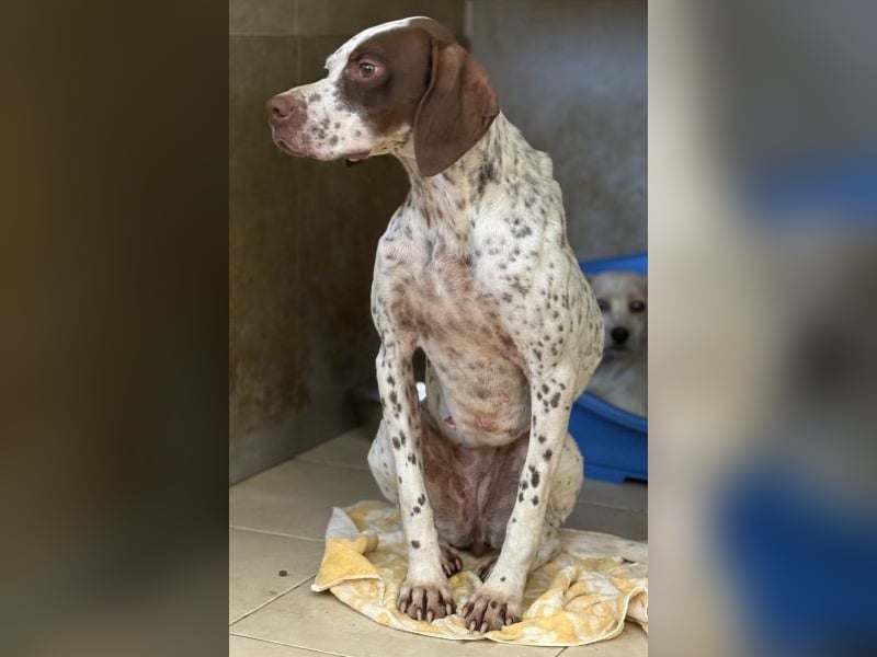 Acira, geb. ca. 04/2023, lebt in GRIECHENLAND, im städt. Tierheim Serres