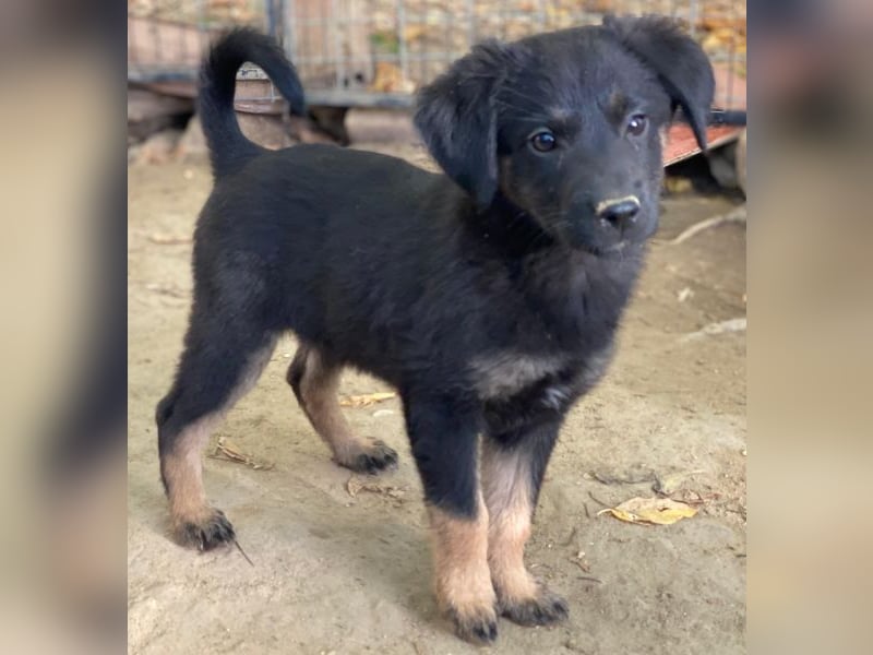 Soufflé, geb. ca. 08/2025, lebt in GRIECHENLAND, auf einer privaten Pflegestelle