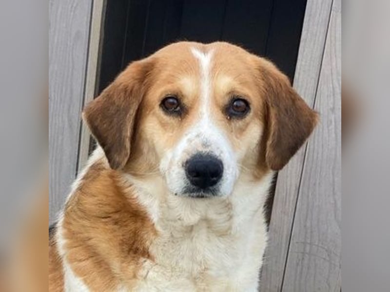 Katja, geb. ca. 12/2019, lebt in GRIECHENLAND, im städt. Tierheim Serres