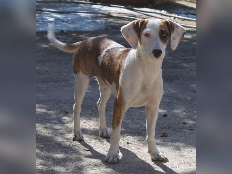 Nivara, geb. ca. 11/2024, lebt in GRIECHENLAND, auf einer privaten Pflegestelle