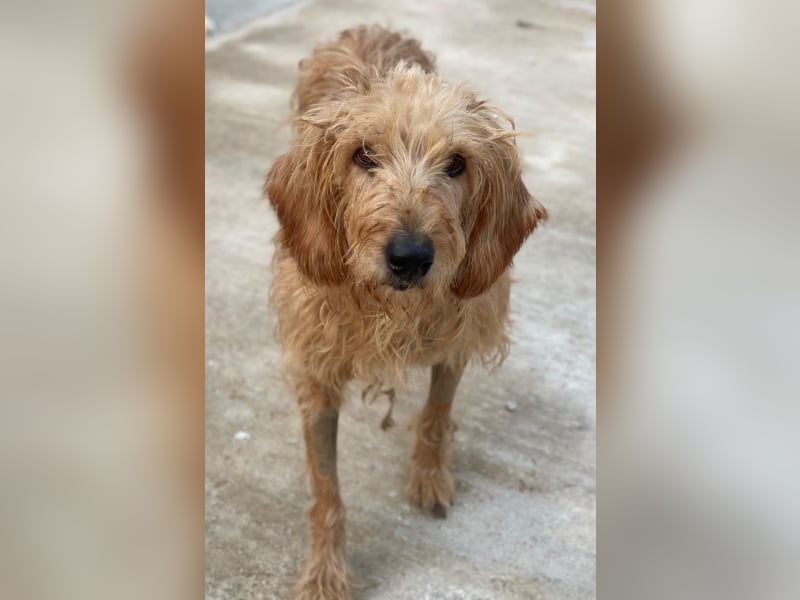 Carella, geb. ca. 10/2022, lebt in GRIECHENLAND, im städt. Tierheim Serres