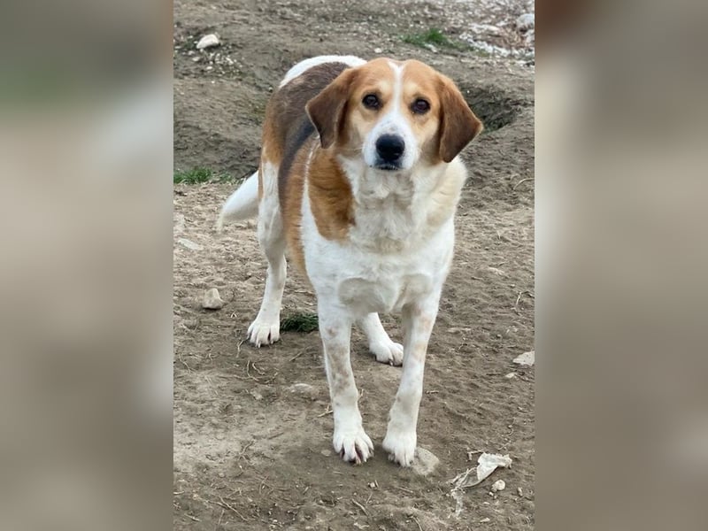 Katja, geb. ca. 12/2019, lebt in GRIECHENLAND, im städt. Tierheim Serres