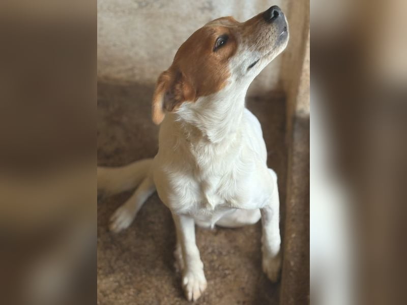 Benschi, geb. ca. 01/2025, lebt auf einer Pflegestelle in 60528 Frankfurt