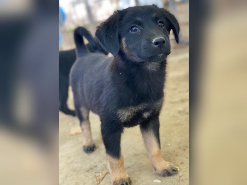 Soufflé, geb. ca. 08/2025, lebt in GRIECHENLAND, auf einer privaten Pflegestelle