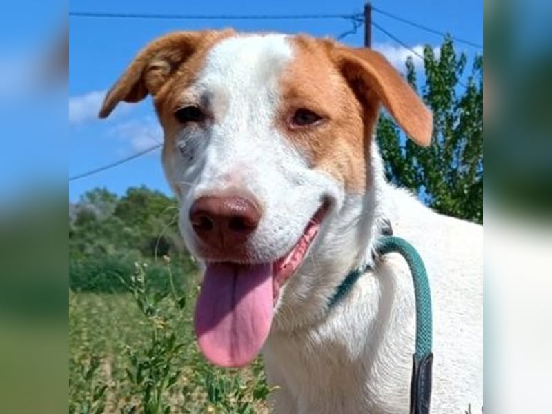 Doria, geb. ca. 12/2024, lebt in GRIECHENLAND, auf einer privaten Pflegestelle