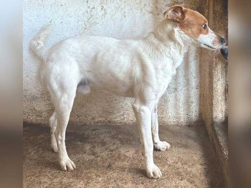 Benschi, geb. ca. 01/2025, lebt auf einer Pflegestelle in 60528 Frankfurt