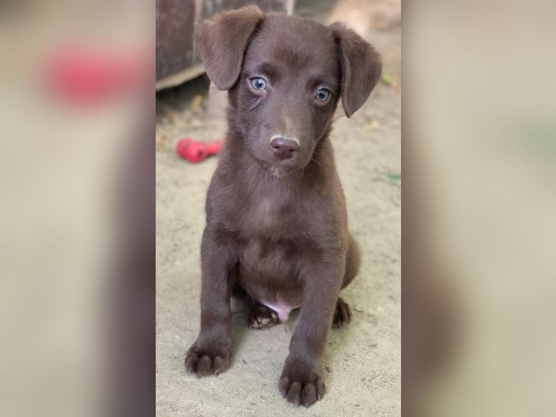 Dijon, geb. ca. 08/2025, lebt in GRIECHENLAND, auf einer privaten Pflegestelle