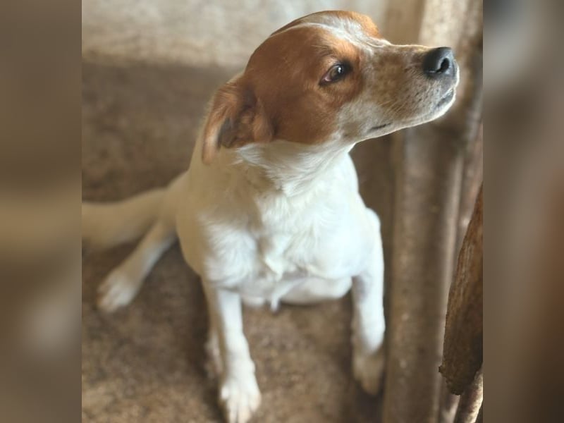 Benschi, geb. ca. 01/2025, lebt auf einer Pflegestelle in 60528 Frankfurt