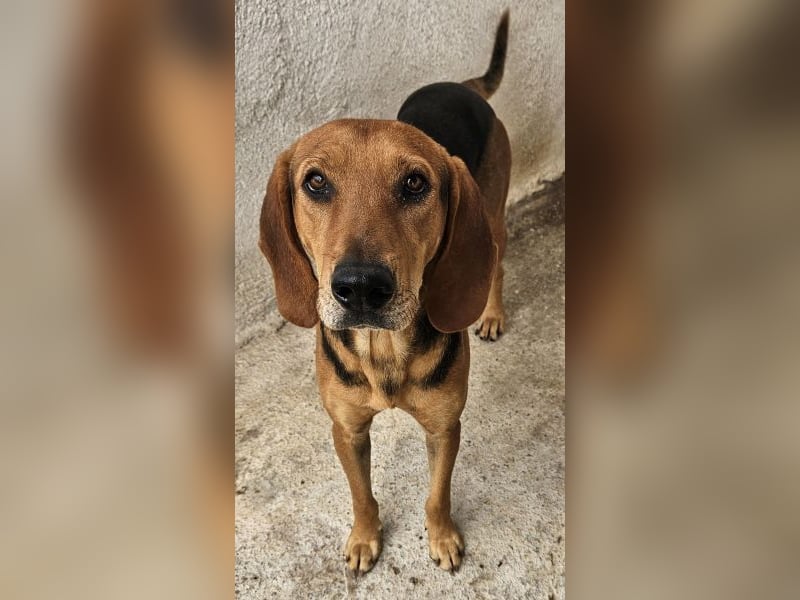 Draven, geb. ca. 11/2024, lebt in GRIECHENLAND, im städt. Tierheim Serres