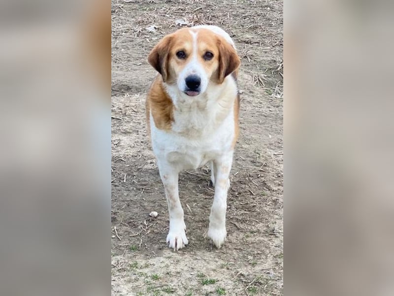 Katja, geb. ca. 12/2019, lebt in GRIECHENLAND, im städt. Tierheim Serres