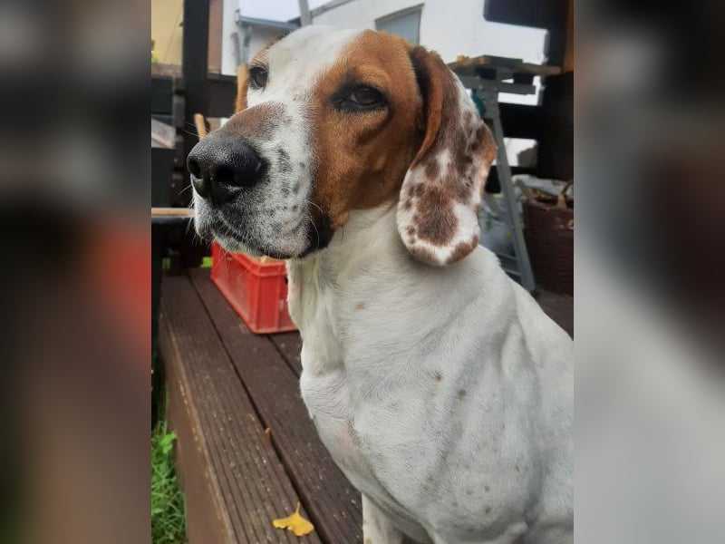 Zack, geb. ca. 10/2022, lebt auf einer Pflegestelle in 23556 Lübeck