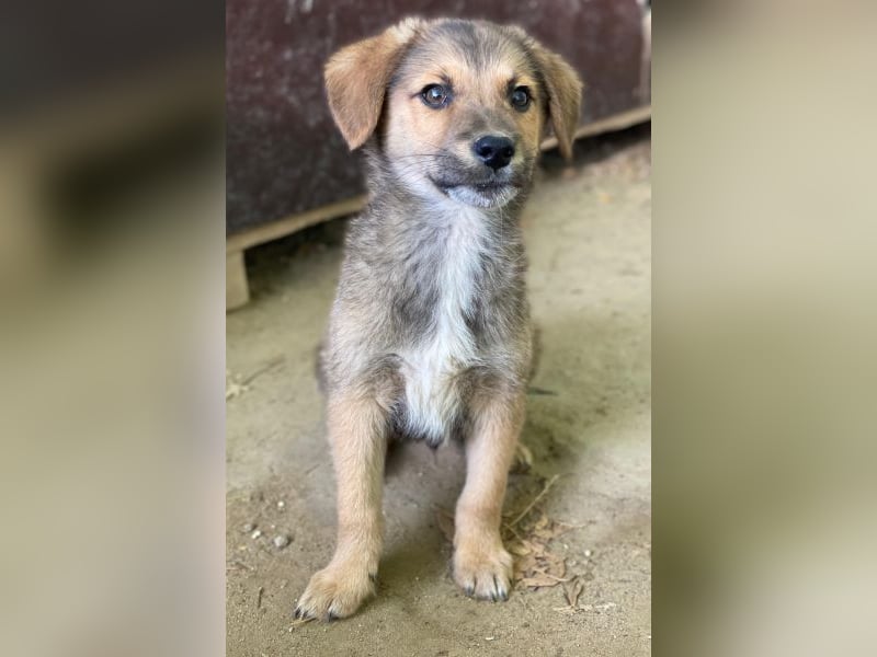 Trüffel, geb. ca. 08/2025, lebt in GRIECHENLAND, auf einer privaten Pflegestelle