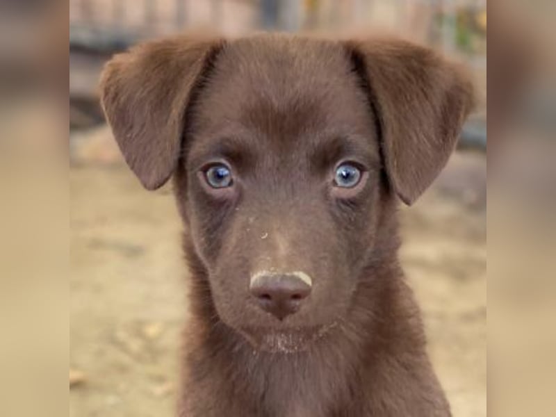 Dijon, geb. ca. 08/2025, lebt in GRIECHENLAND, auf einer privaten Pflegestelle