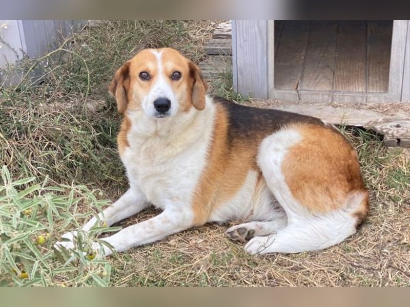 Katja, geb. ca. 12/2019, lebt in GRIECHENLAND, im städt. Tierheim Serres