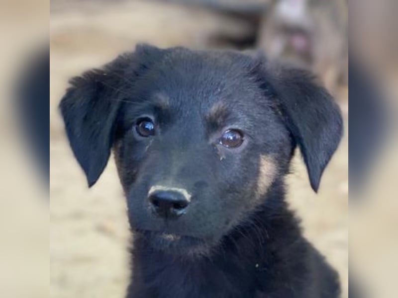 Soufflé, geb. ca. 08/2025, lebt in GRIECHENLAND, auf einer privaten Pflegestelle