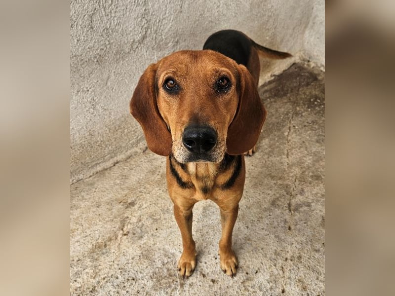 Draven, geb. ca. 11/2024, lebt in GRIECHENLAND, im städt. Tierheim Serres