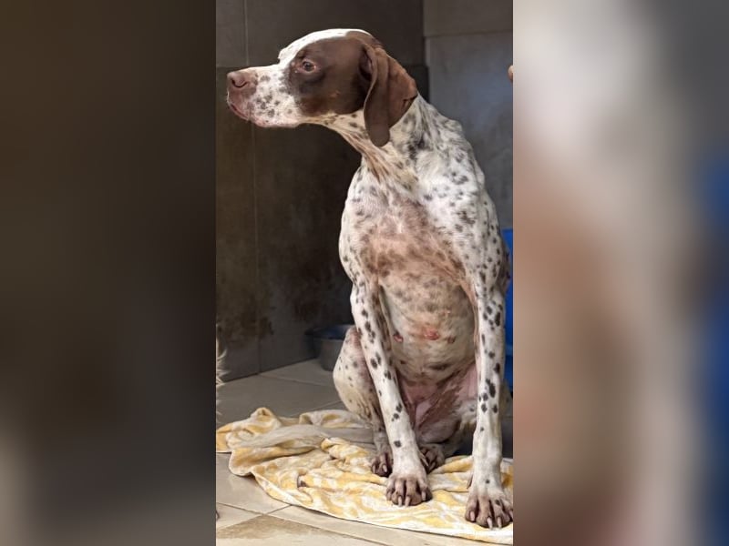 Acira, geb. ca. 04/2023, lebt in GRIECHENLAND, im städt. Tierheim Serres