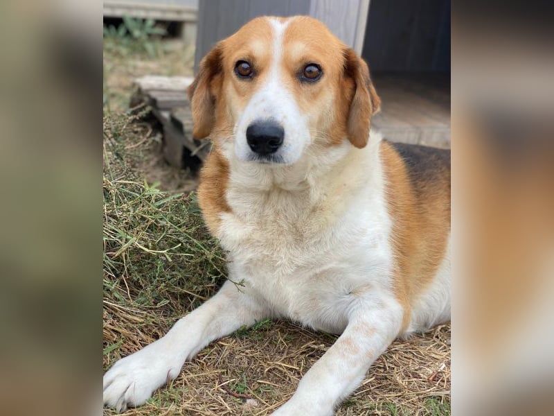 Katja, geb. ca. 12/2019, lebt in GRIECHENLAND, im städt. Tierheim Serres