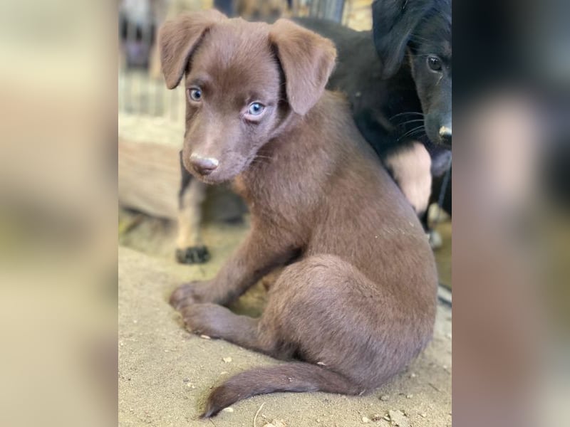 Dijon, geb. ca. 08/2025, lebt in GRIECHENLAND, auf einer privaten Pflegestelle