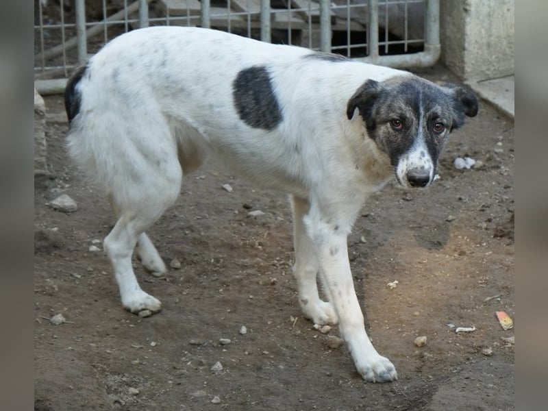 Ranja, geb. ca. 11/2023, lebt in GRIECHENLAND, auf einer privaten Pflegestelle