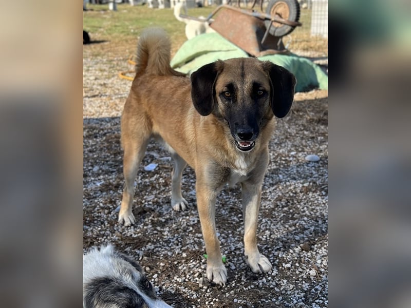 Fritz, geb. ca. 05/2022, lebt in GRIECHENLAND, im städt. Tierheim Serres