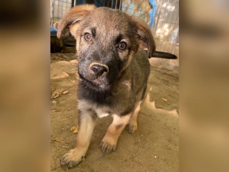 Fondue, geb. ca. 08/2025, lebt in GRIECHENLAND, auf einer privaten Pflegestelle