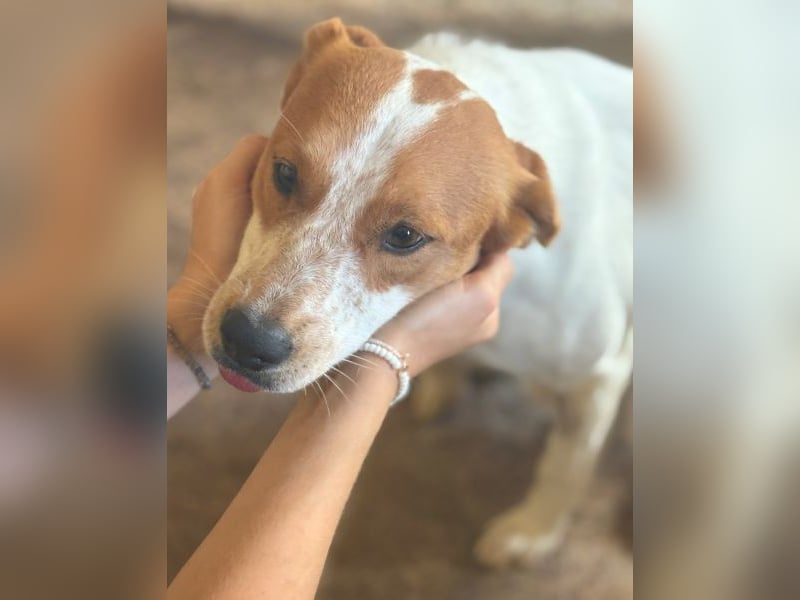 Benschi, geb. ca. 01/2025, lebt auf einer Pflegestelle in 60528 Frankfurt