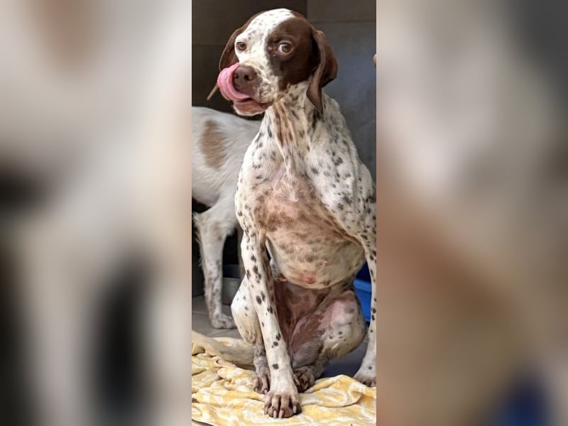 Acira, geb. ca. 04/2023, lebt in GRIECHENLAND, im städt. Tierheim Serres