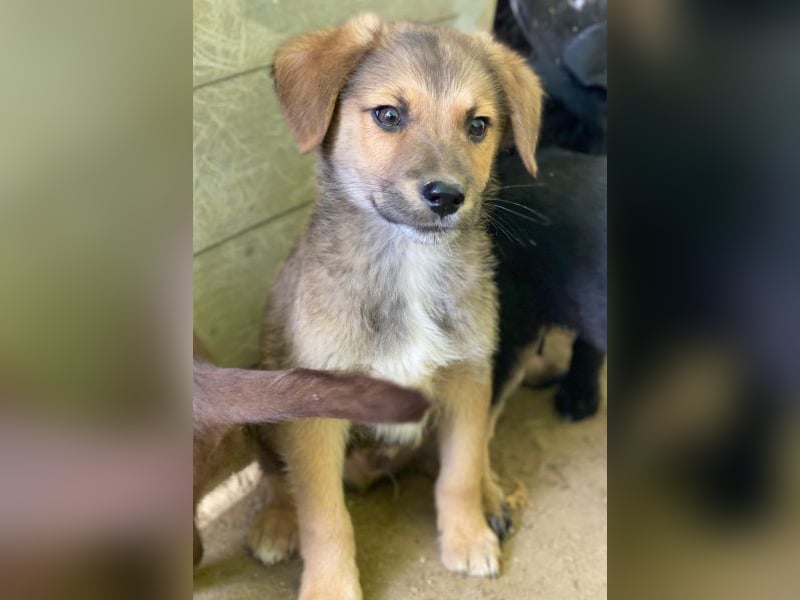 Trüffel, geb. ca. 08/2025, lebt in GRIECHENLAND, auf einer privaten Pflegestelle