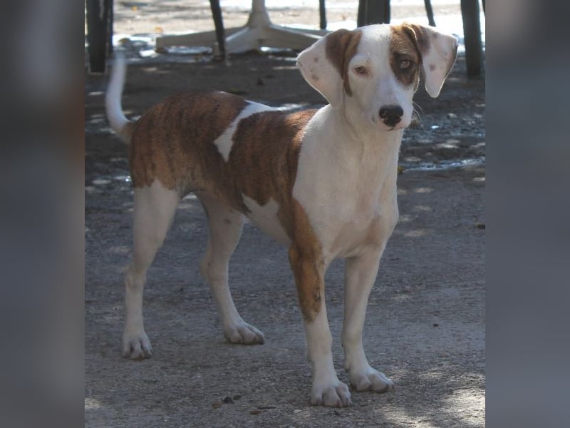 Nivara, geb. ca. 11/2024, lebt in GRIECHENLAND, auf einer privaten Pflegestelle