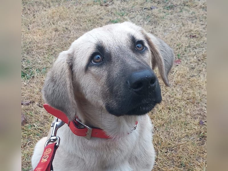 Noah - ihm wurde der Schwanz abgeschnitten.