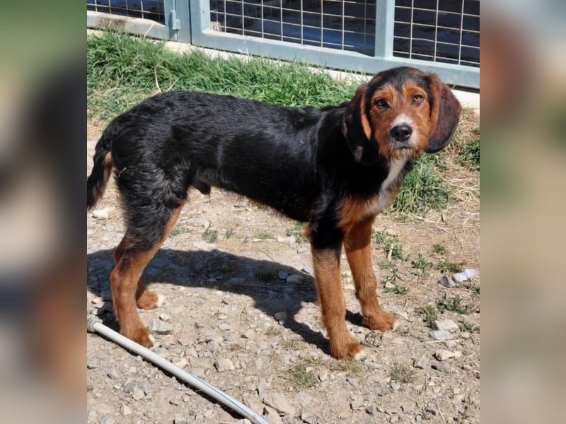 Sarantis - wie es sich für ein Hundekind gehört, ist er freundlich, neugierig und verspielt