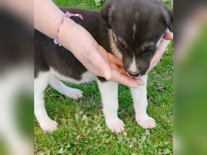Kiyan - eines von elf kleinen „bunten“, fröhlichen Fellbällchen.