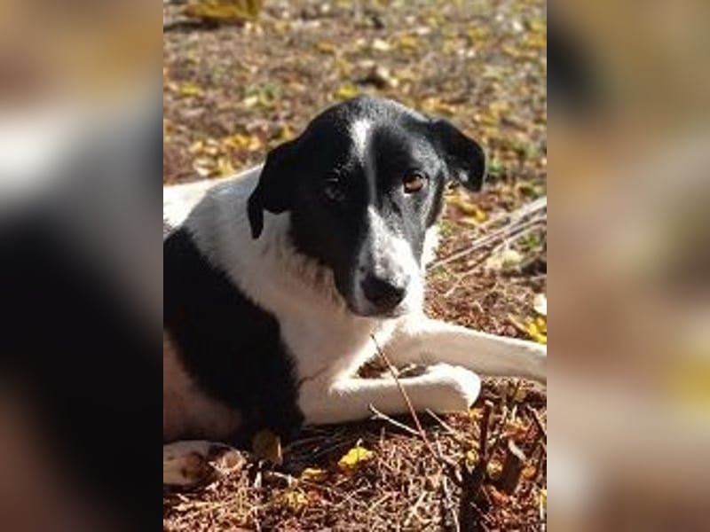 Artemis - sie ist voller Vertrauen in Menschen