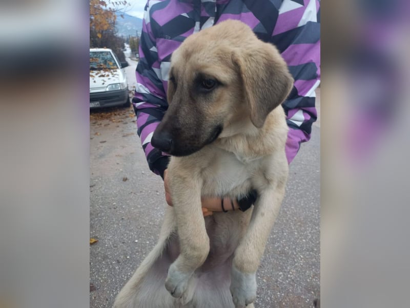 Noah - ihm wurde der Schwanz abgeschnitten.