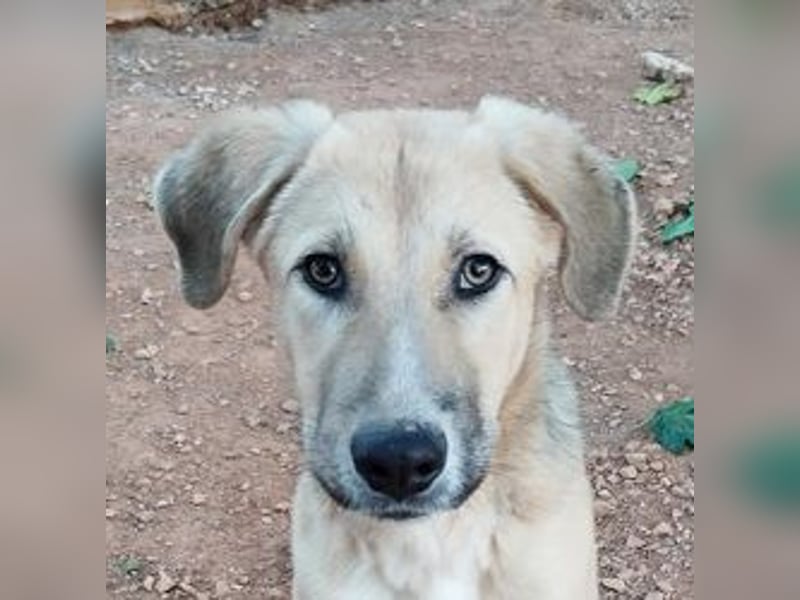 Luka - gehorsam, intelligent, neugierig und menschenbezogen – das perfekte Familienmitglied.