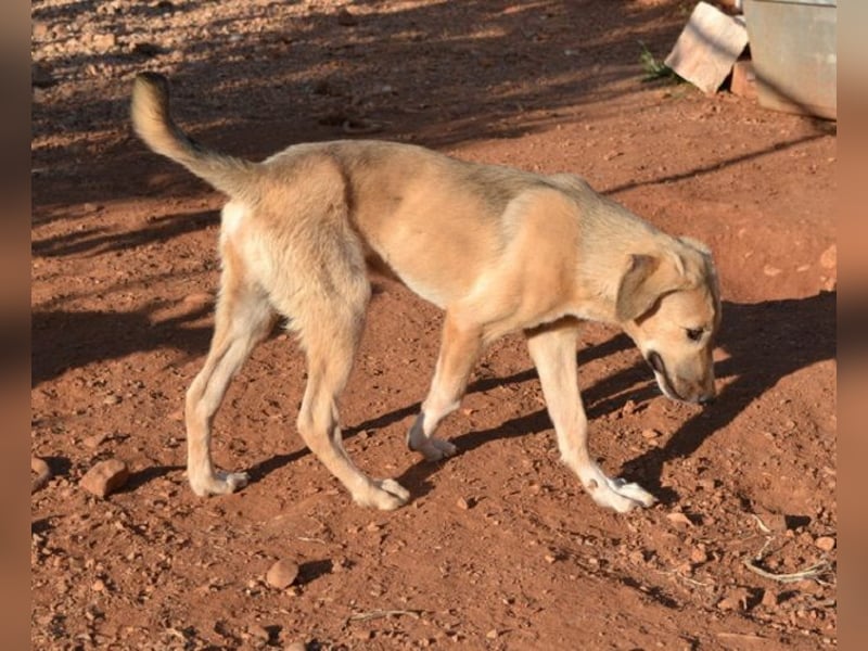 Luka - gehorsam, intelligent, neugierig und menschenbezogen – das perfekte Familienmitglied.