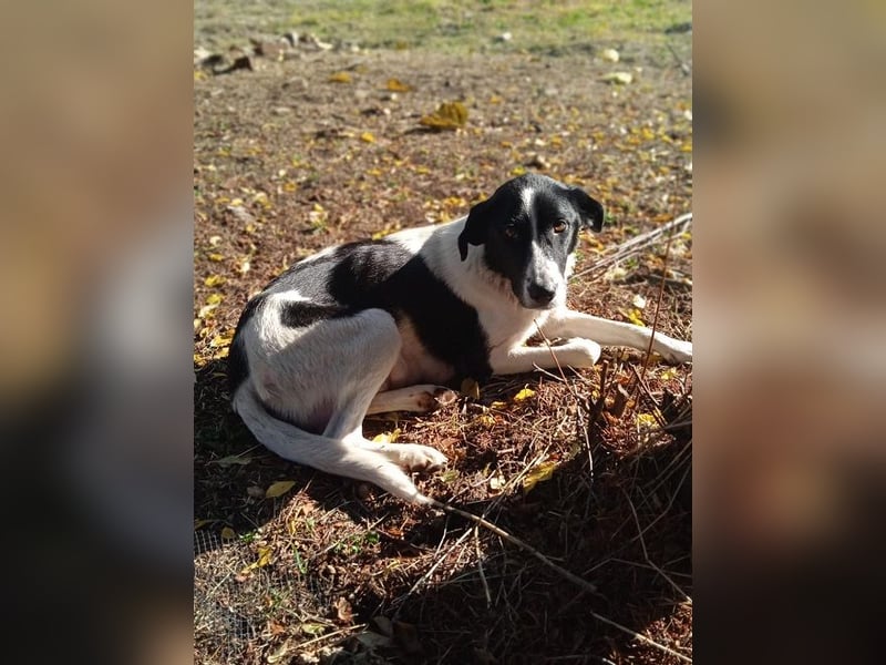 Artemis - sie ist voller Vertrauen in Menschen