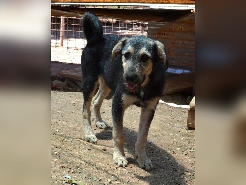 Cooper - seine Familie wurde im „Nirgendwo“ ohne Futter und Wasser ausgesetzt.