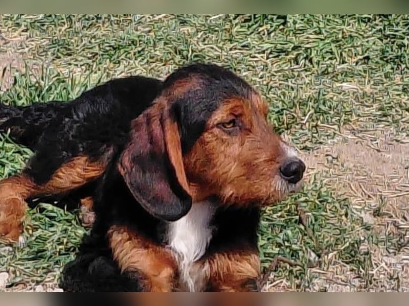 Sarantis - wie es sich für ein Hundekind gehört, ist er freundlich, neugierig und verspielt