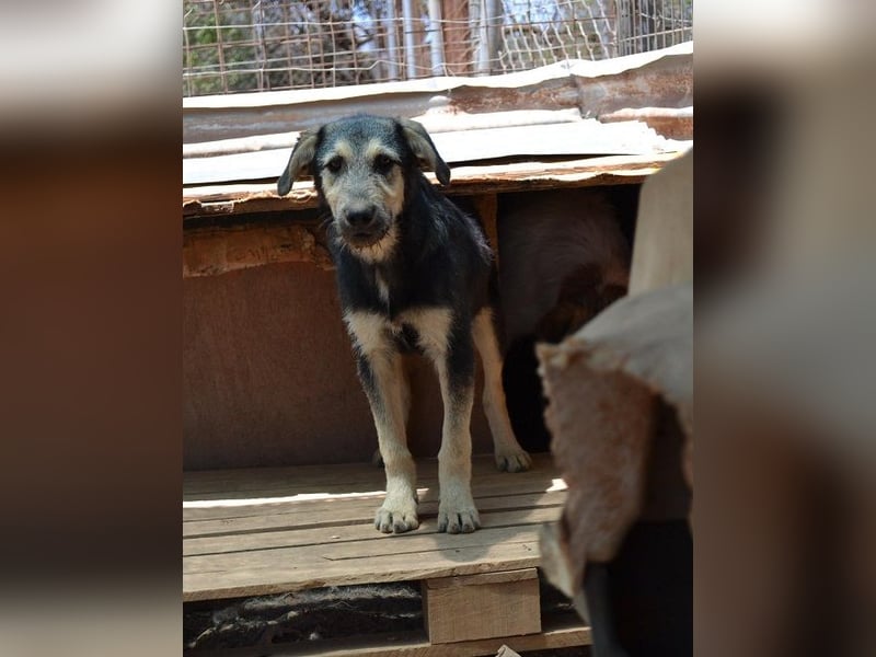 Cooper - seine Familie wurde im „Nirgendwo“ ohne Futter und Wasser ausgesetzt.