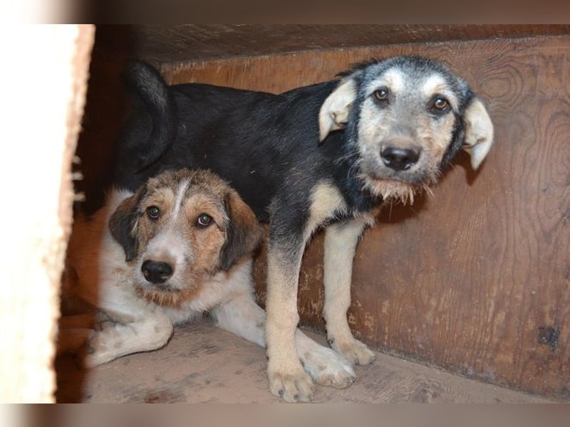 Cooper - seine Familie wurde im „Nirgendwo“ ohne Futter und Wasser ausgesetzt.