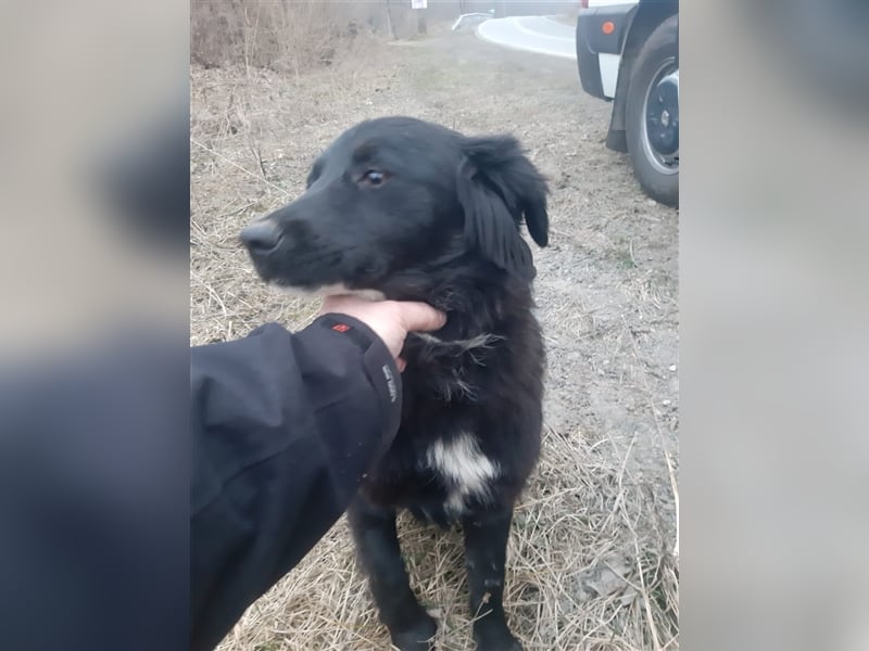 Chica sucht ihre Menschen