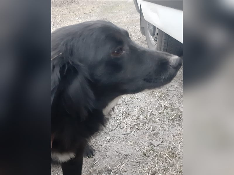 Chica sucht ihre Menschen