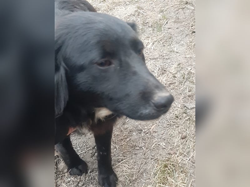 Chica sucht ihre Menschen