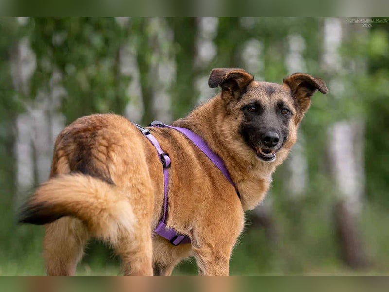 Tolle Malta sucht warmes Körbchen