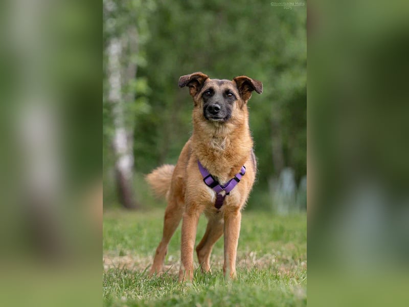 Tolle Malta sucht warmes Körbchen